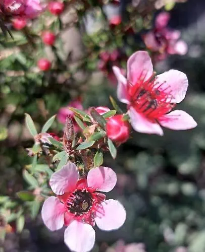 B&B Dimora Dell' Etna