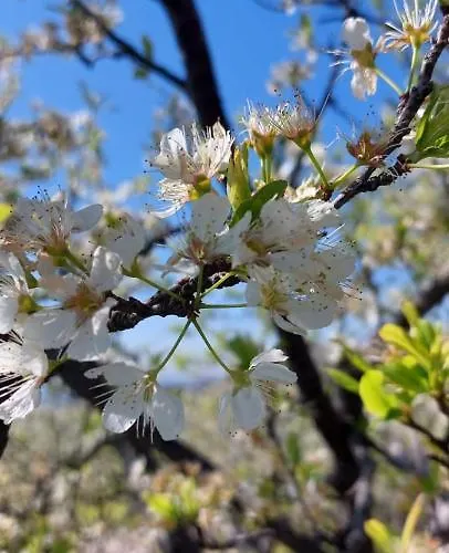 Bed & Breakfast Dimora Dell' Etna