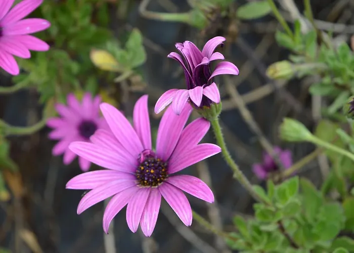 Dimora Dell' Etna 4* Milo