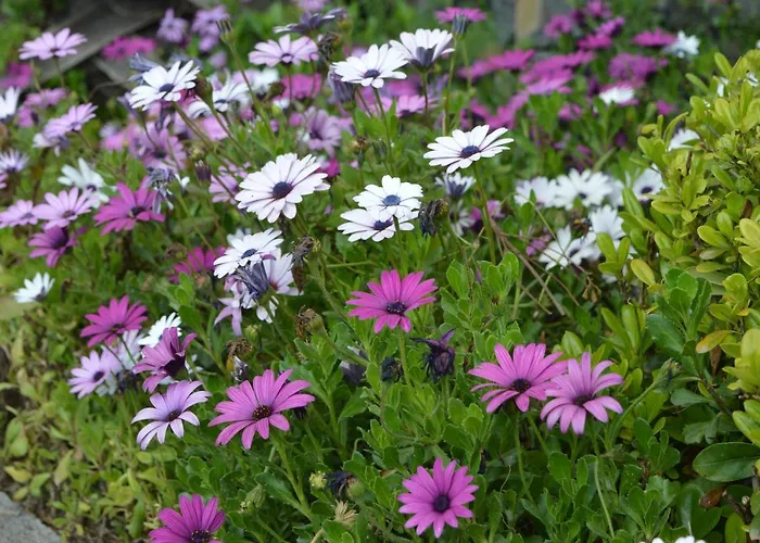 Dimora Dell' Etna Bed & Breakfast Milo